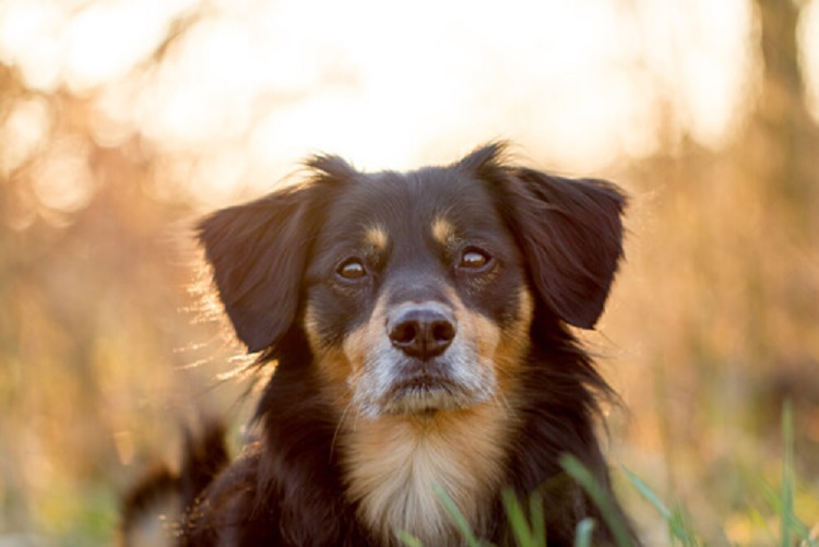cane-meticcio