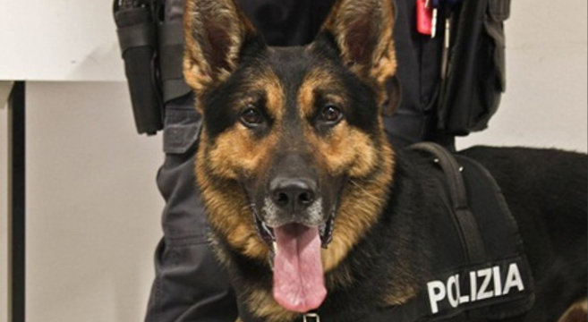 cane-poliziotto