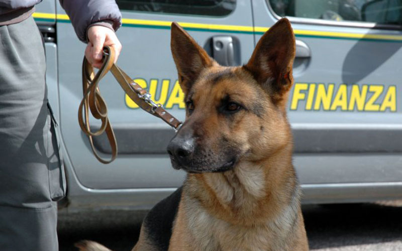 cani antidroga