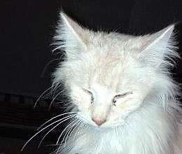 Foto gatto (2)