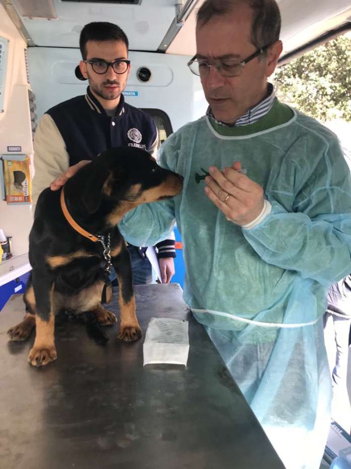 microchippatura cani (3)
