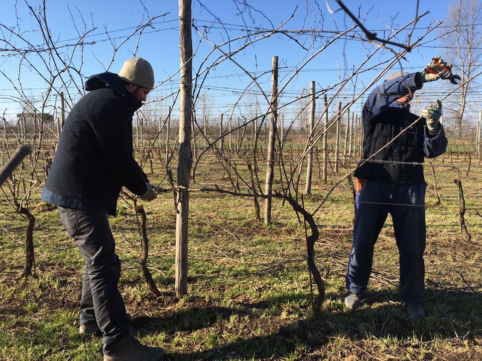 tenuta fontana