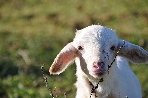 agnello