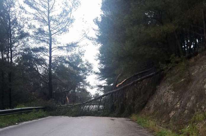 albero crollato marzo 2018