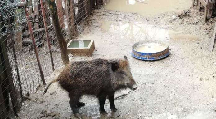 animali in gabbia avellino (4)