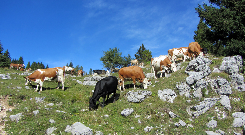 pascolo