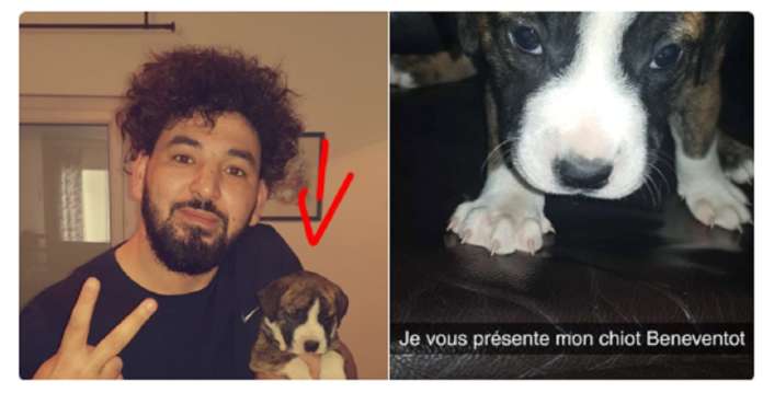 Il cane Benevento