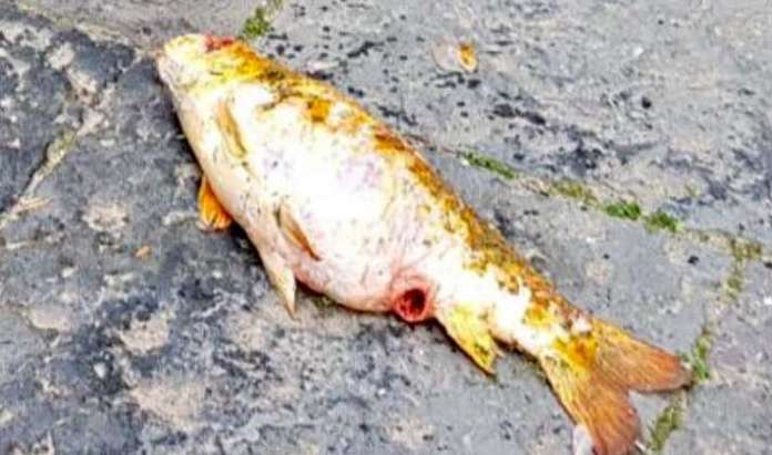 pesce morto napoli