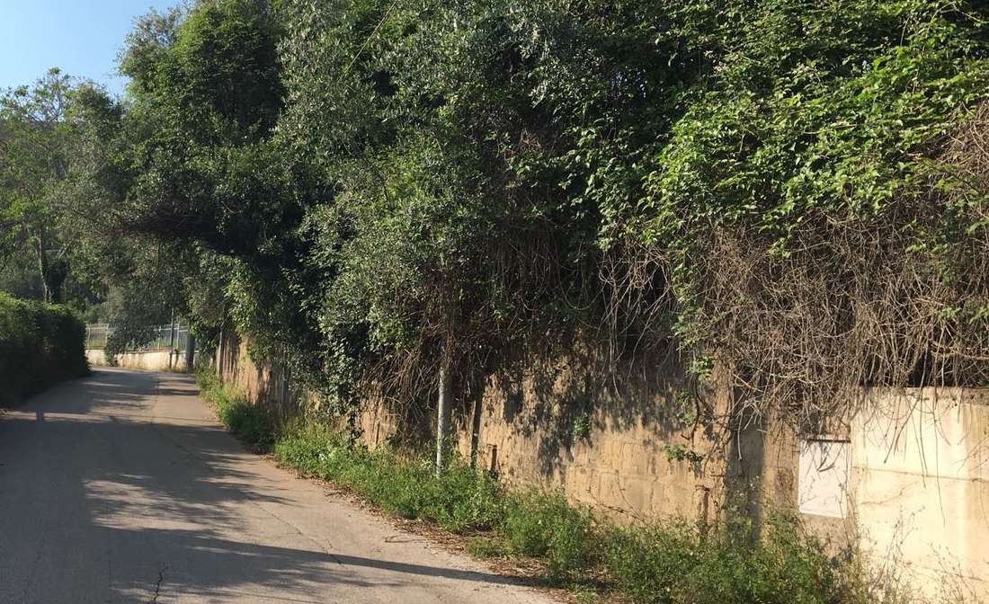 alberi caserta 1