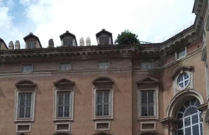 3 dettaglio albero - Copia