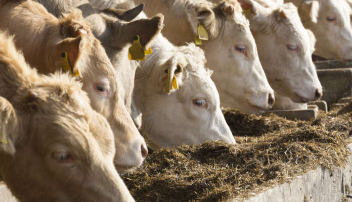 white cows eating silage