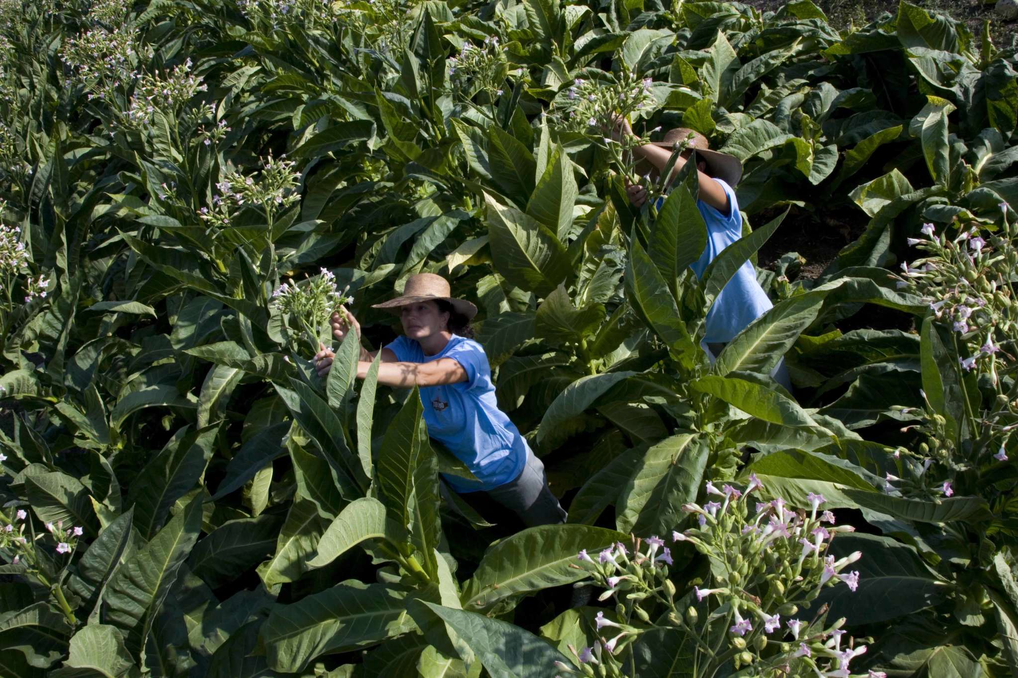 campo tabacco