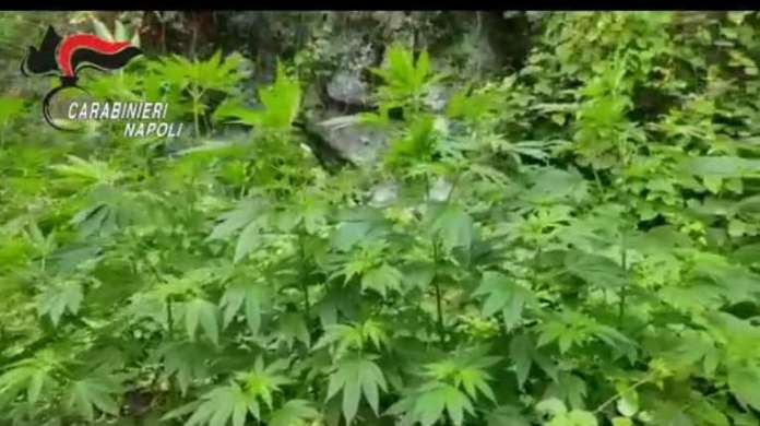 marijuana