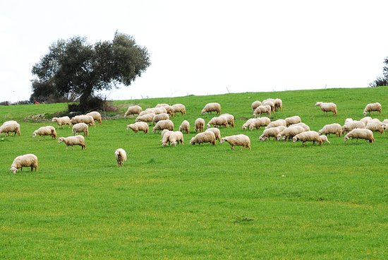 animali-al-pascolo