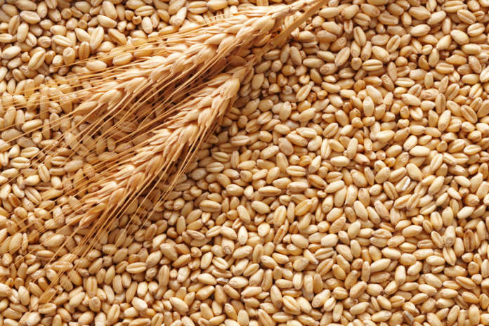 grano
