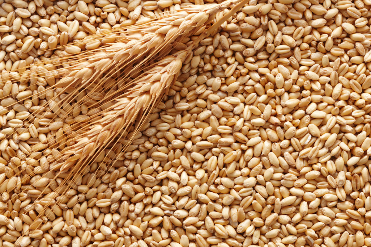 grano