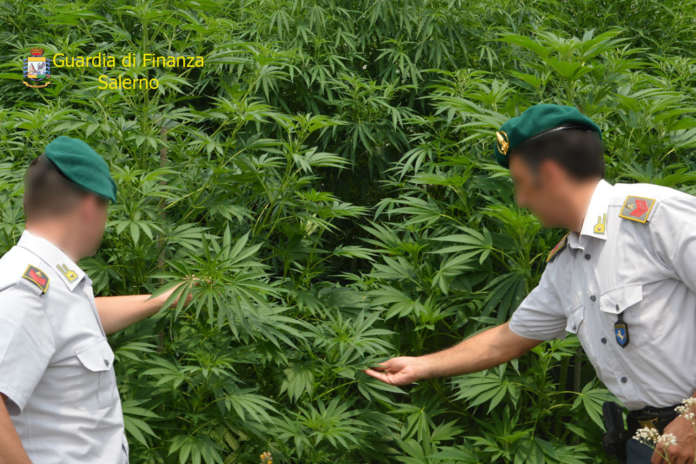 piantagione di marijuana