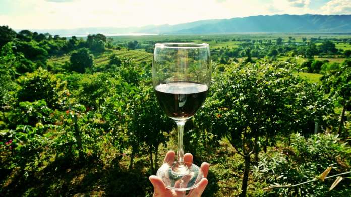 vino e vigne