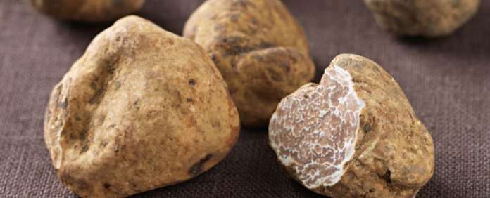 tartufo-bianco-