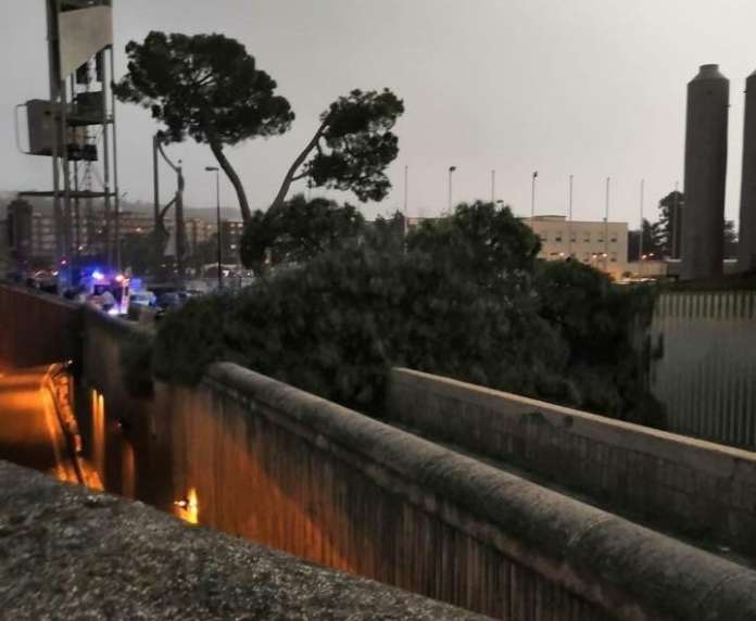 albero_morto_napoli