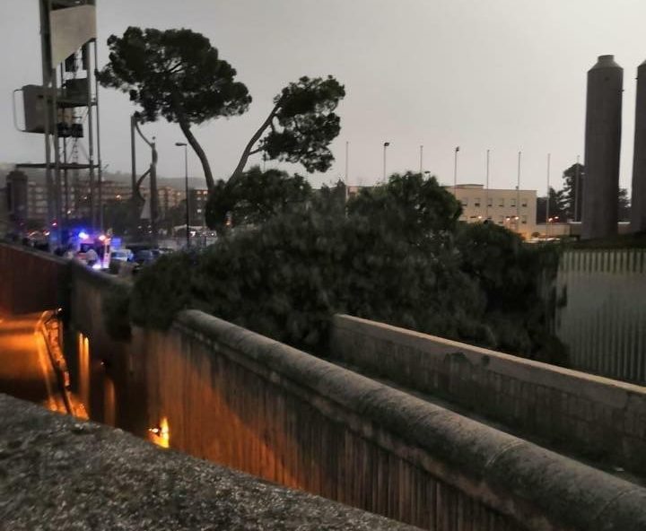 albero_morto_napoli