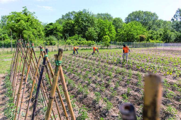 Dal-barcone-alla-campagna.-Un-lavoro-per-ritrovare-la-dignita_articleimage