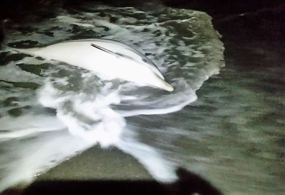 Delfino spiaggiato