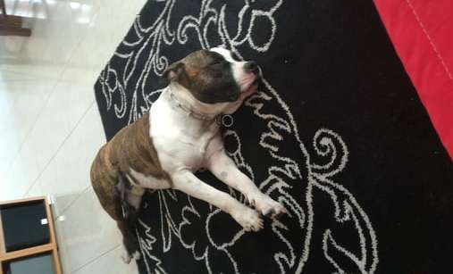 amstaff cane
