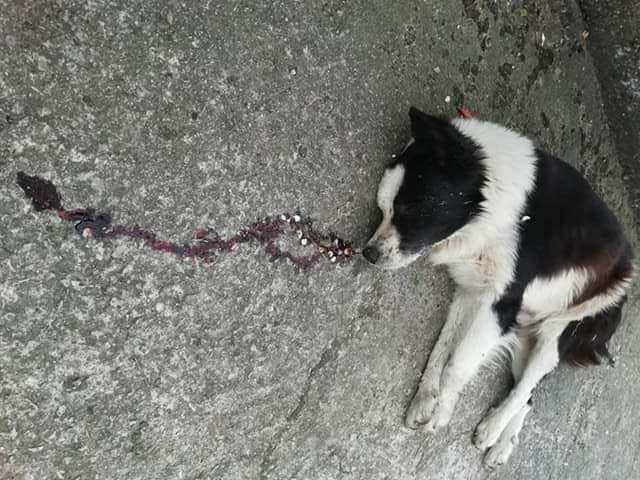 cani avvelenati