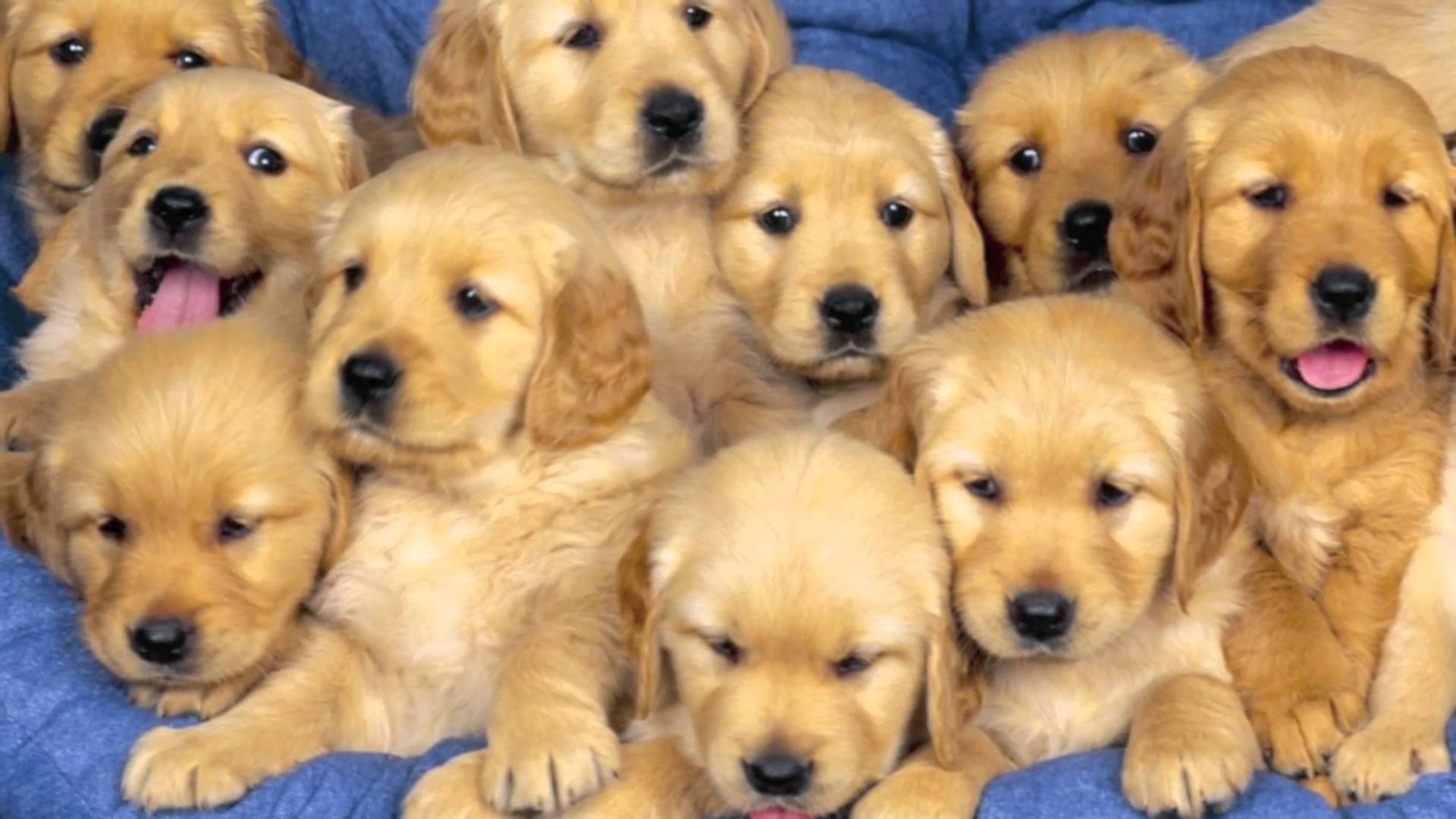 cuccioli-di-cani