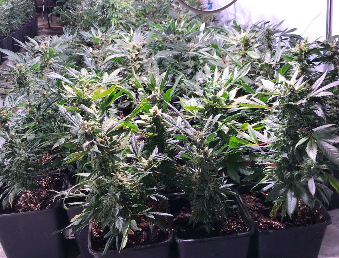 foto marijuana