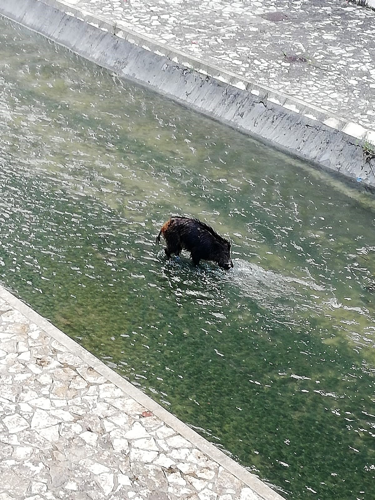 Cinghiale