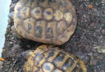Salerno, specie protette tenute in gabbia: sequestrati volatili e tartarughe
