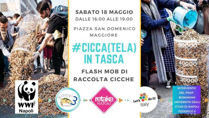 cicca(tela in tasca) immagine