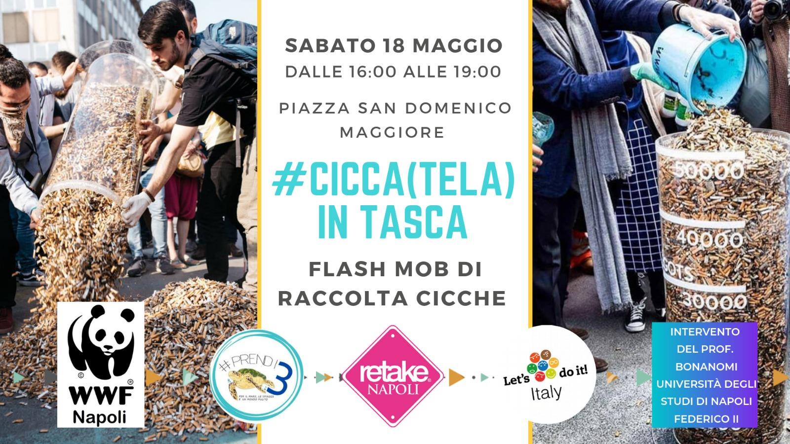 cicca(tela in tasca) immagine