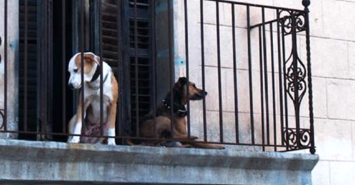 cani-balcone