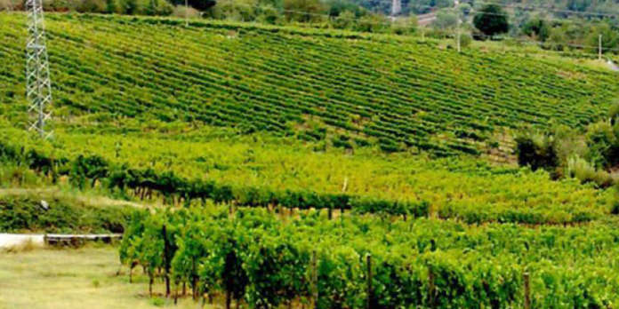 vigneti