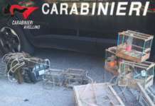 Denunciato un bracconiere irpino, sequestrate trappole per cardellini