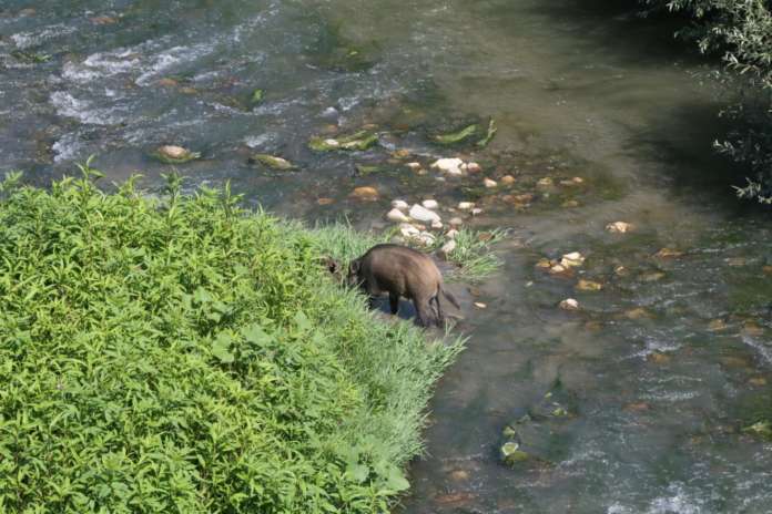 cinghiale