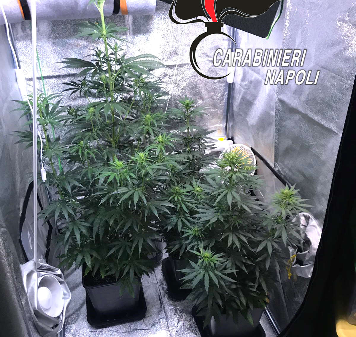 PIANTE CANNABIS POZZUOLI
