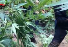 Marano di Napoli, serra in casa per coltivazione cannabis: arrestato 45enne