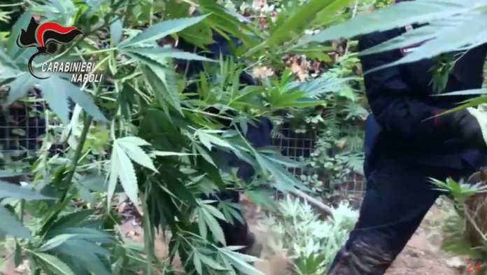 cannabis