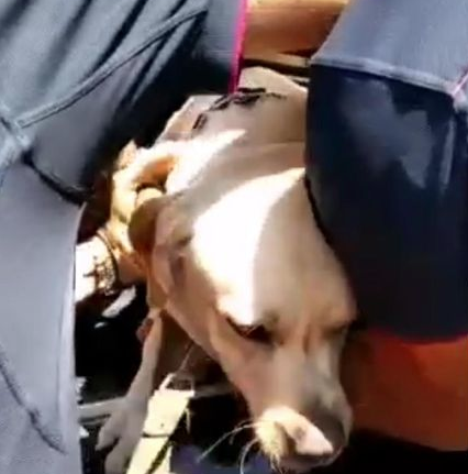labrador