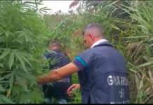 Marijuana su 1500 mq: sequestro e cinque denunce