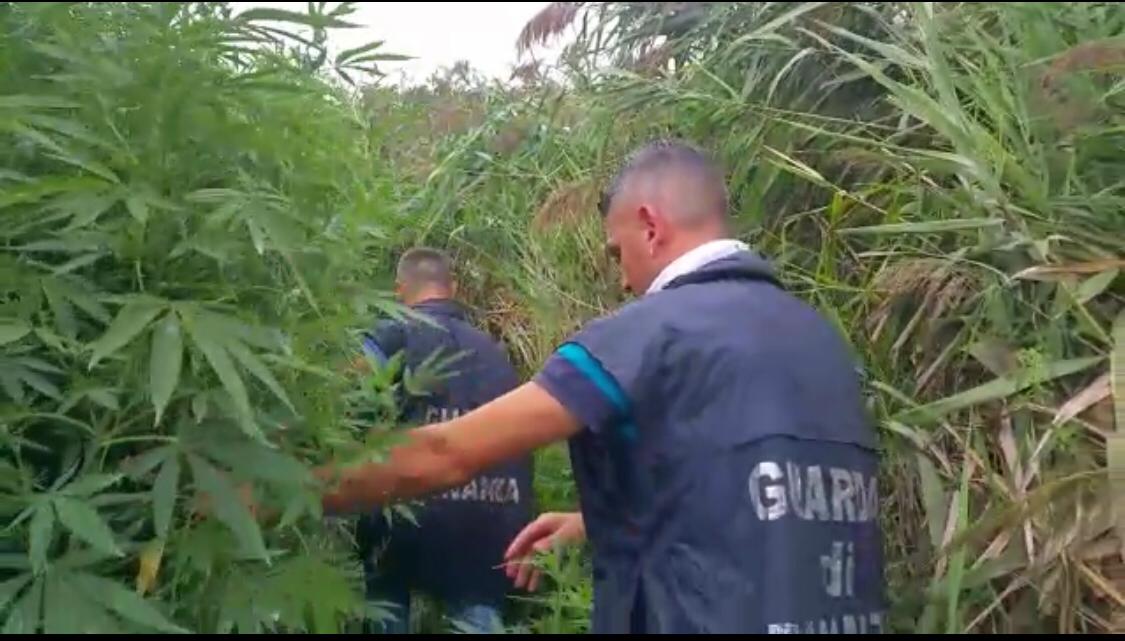 coltivazione marijuana