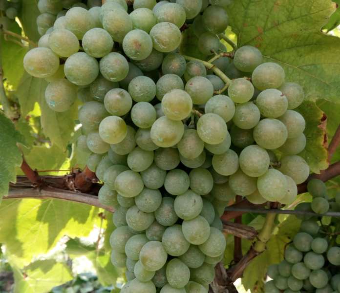 falanghina