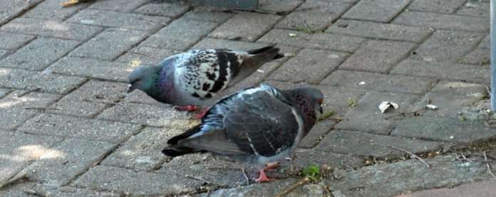 piccioni