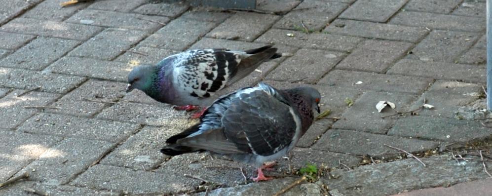 piccioni
