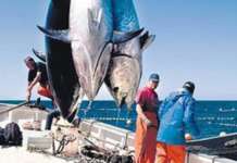 Pesca tonno, Confcooperative: “Emendamento-Benedetti è morte per flotta salernitana”