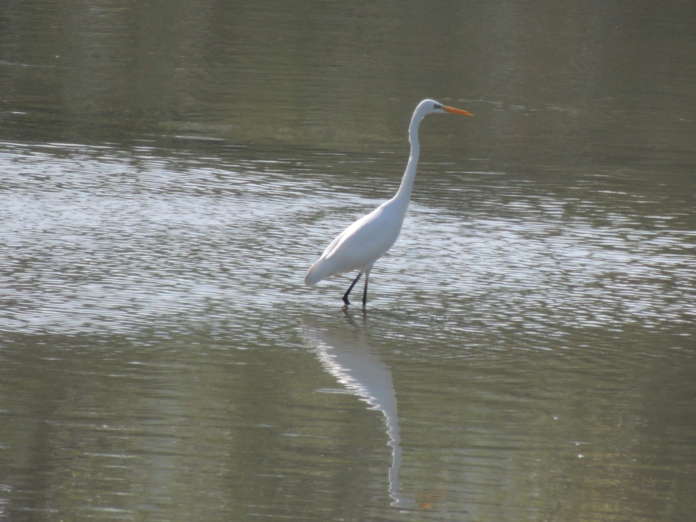 04_Eurobirdwatch_ lipu